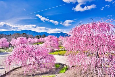 🌸 스즈카 숲 정원(스즈카노모리테이엔) 이미지 2